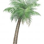 point r palm tree